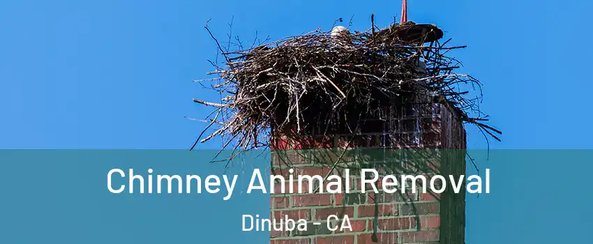Chimney Animal Removal Dinuba - CA