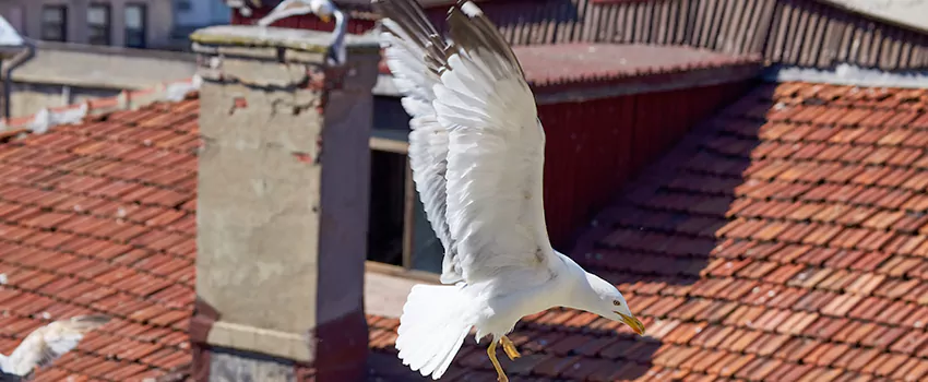 Residential Chimney Animal Removal Solution in Dinuba, CA